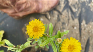 Calendula: How to Harvest, Dry & Make Calendula Infused Oil